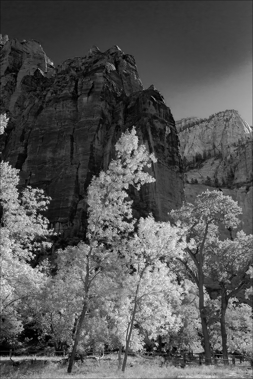 Peter J. Sucy digital artist and photographer Zion Trees. Click to View Purchase Options