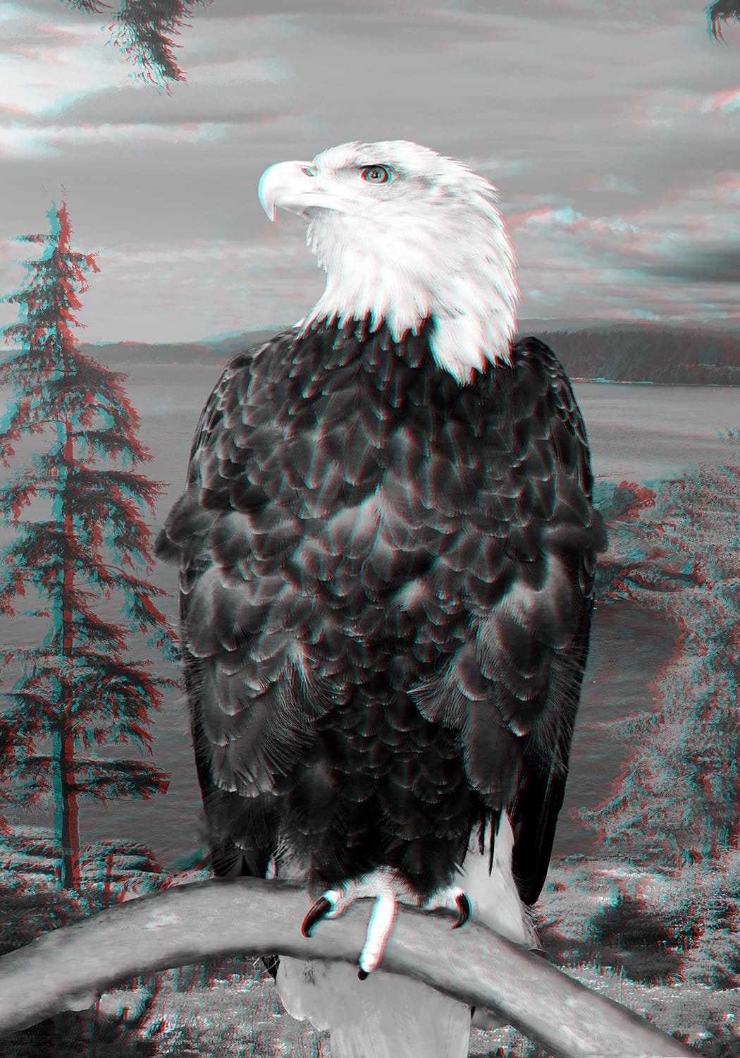 Bald Eagle 3D anaglyph.